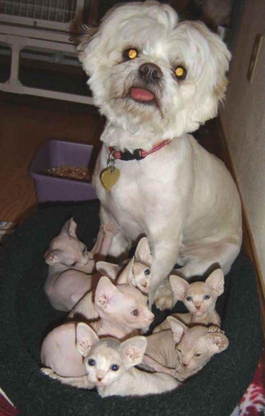 Bald Westie and bald kittens