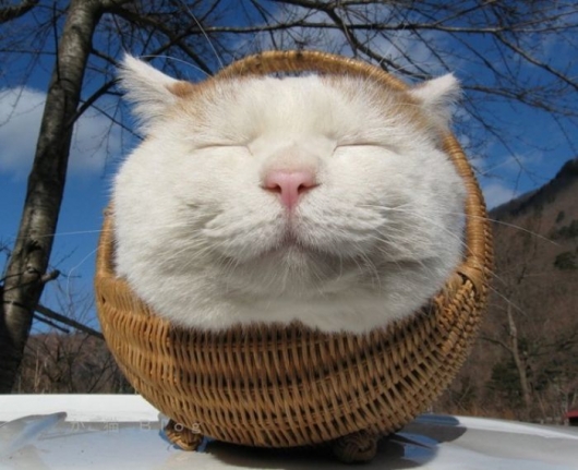 Cat in a basket