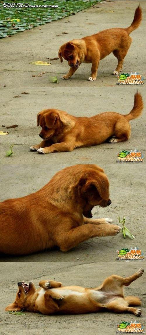 Dog and mantis friends
