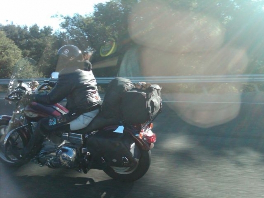 Doggy on motorcycle