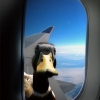 Duck in the airplane window Duck in the airplane window