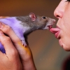 French-kissing a mouse French-kissing a mouse