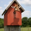 Giraffe in a birdhouse