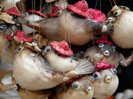 Happy whistling blowfish souvenir