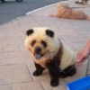 Panda dog Panda dog