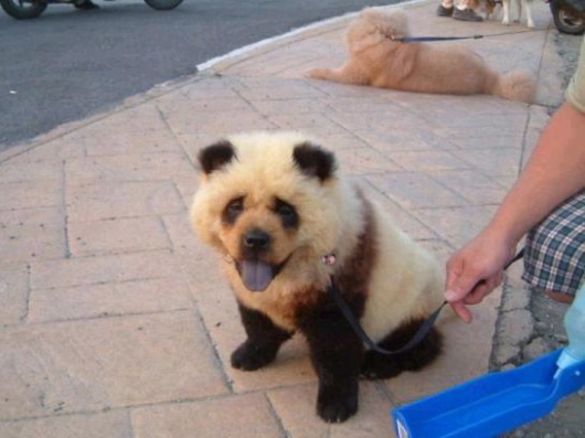 Panda dog