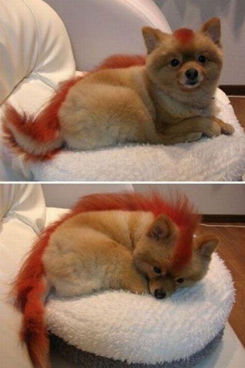 Punk fox-dog