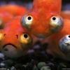 Sad fish Sad fish