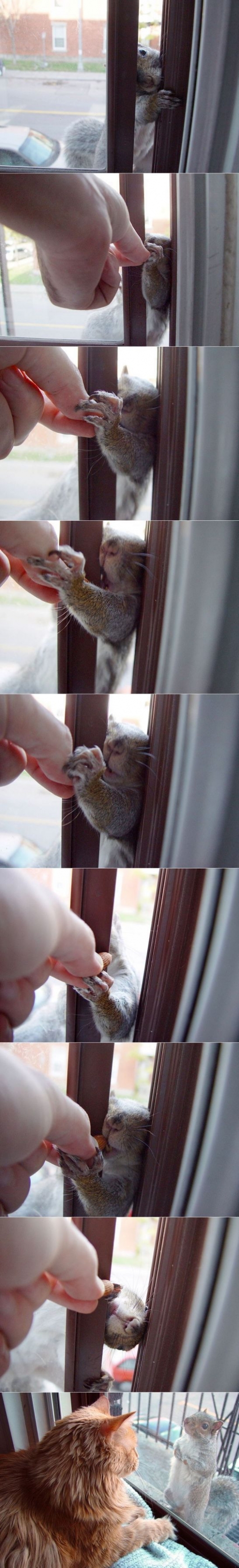The beggar squirrel