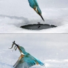 Bird ice fishing Bird ice fishing