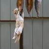 Cat hanging by a fish Cat hanging by a fish