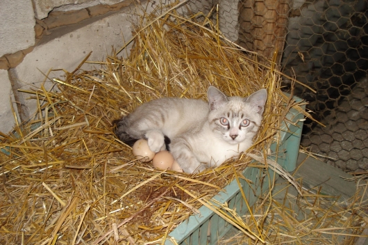 Cat is doing it wrong
