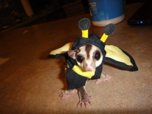 Halloween sugar glider