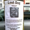 Lost dog - 