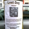 Lost dog - Lost dog -