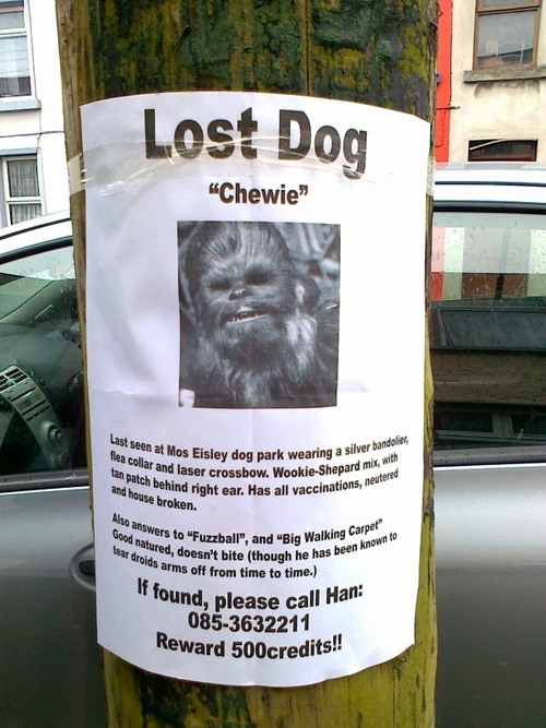 Lost dog - 