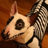 Skeleton Bullterrier Skeleton Bullterrier
