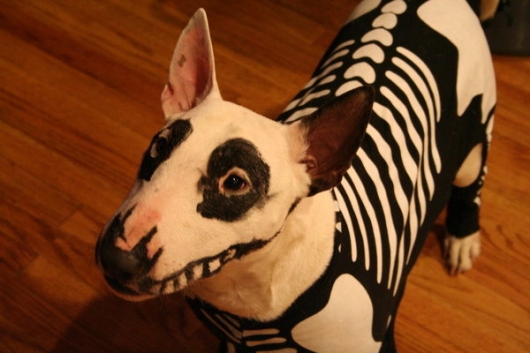Skeleton Bullterrier