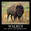 Walrus Walrus