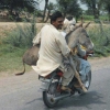 Donkey transportation Donkey transportation