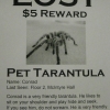 Lost pet tarantula Lost pet tarantula