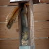 Squirrel feeder Squirrel feeder