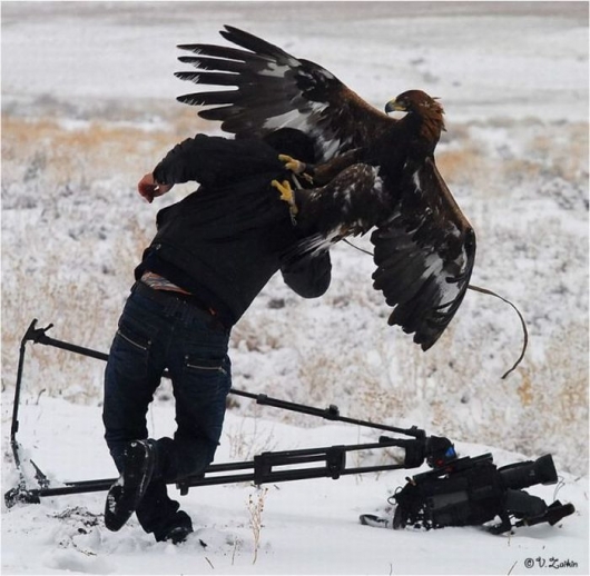 Hawk vs. camera man