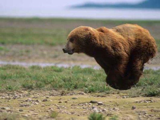 Hover bear