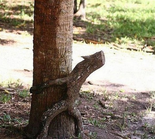 Naughty little tree