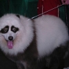 Panda dog Panda dog