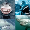 Sharks with human teeth Sharks with human teeth