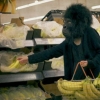 Shopping gorilla Shopping gorilla