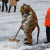 Snow shoveling tiger Snow shoveling tiger