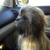 Chewbacca dog Chewbacca dog