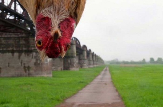 Cicken photobomb