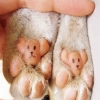 Cute paws Cute paws
