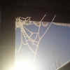 Frozen spiderweb Frozen spiderweb