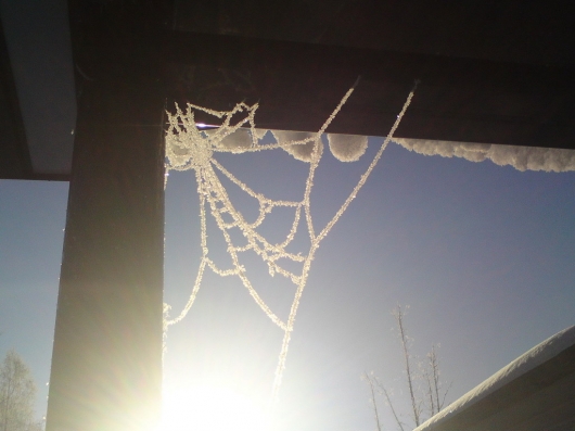 Frozen spiderweb