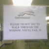 Greyhound window sign
