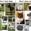 Dogs vs. cats Dogs vs. cats
