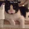 My cat has a penis on his face My cat has a penis on his face