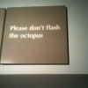Please don't flash the octopus Please don't flash the octopus