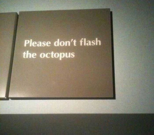 Please don't flash the octopus